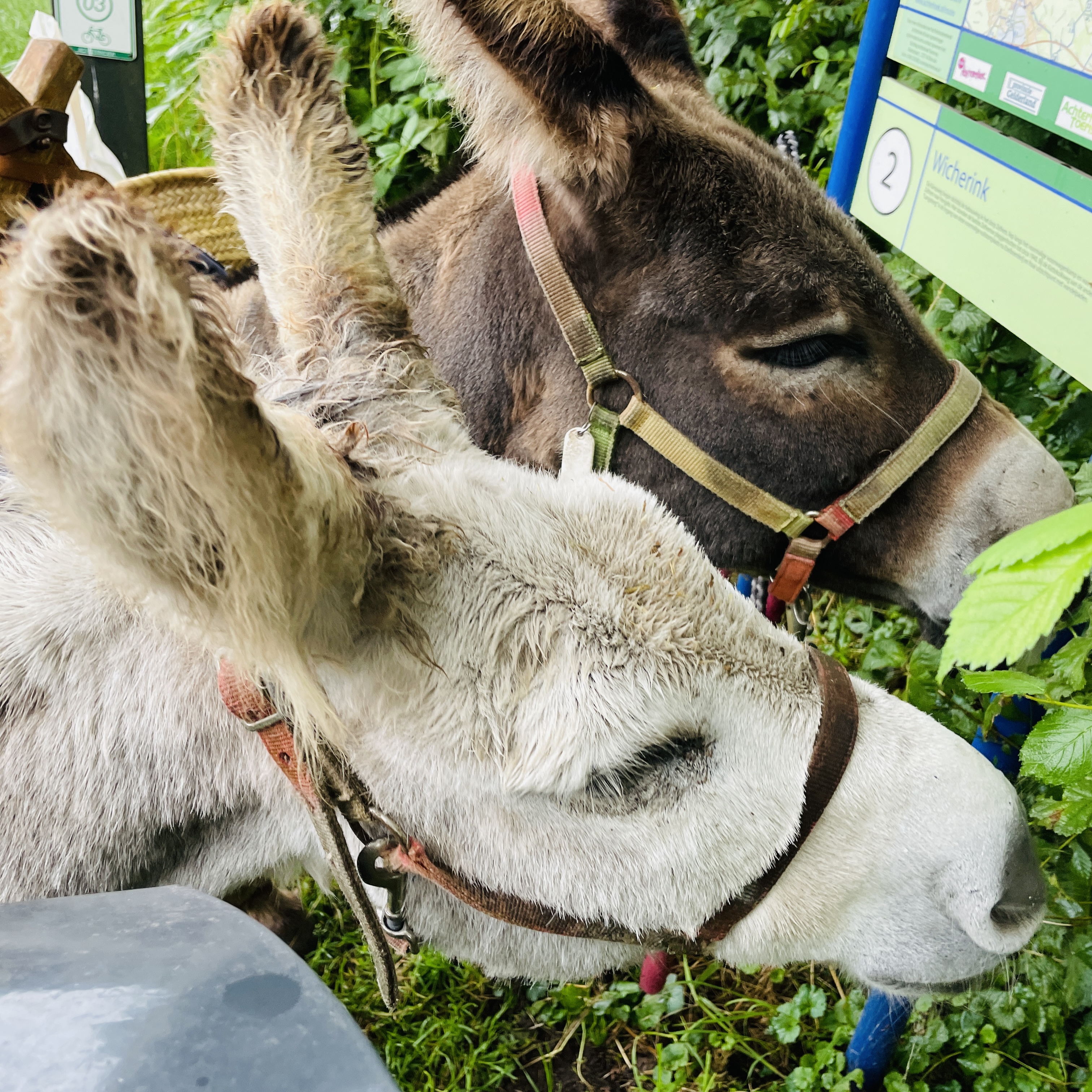 Origineel kinderfeestje meisje 9 jaar met dieren
